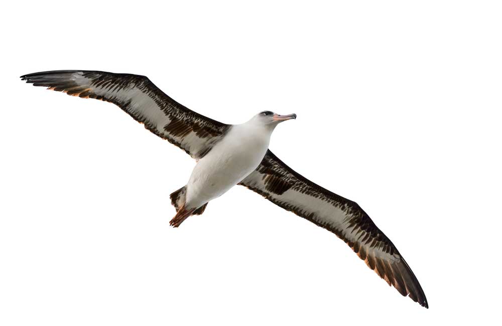 picture of albatross