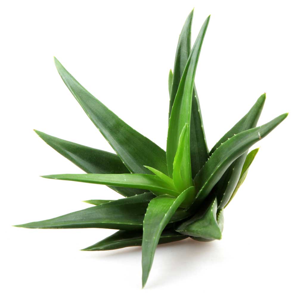 picture of aloe-vera