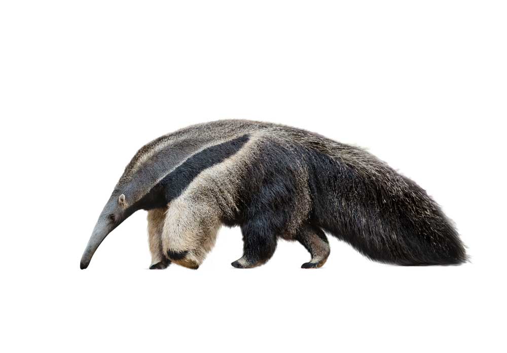 picture of anteater