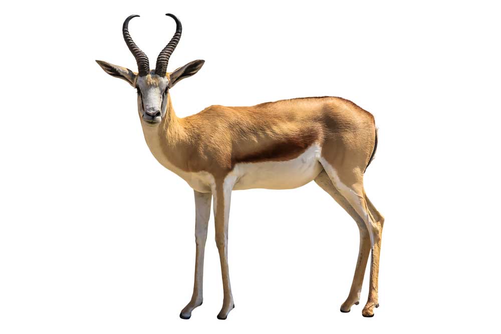 picture of antelope