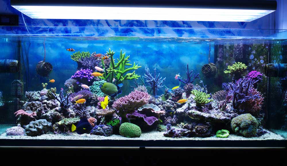 picture of aquarium