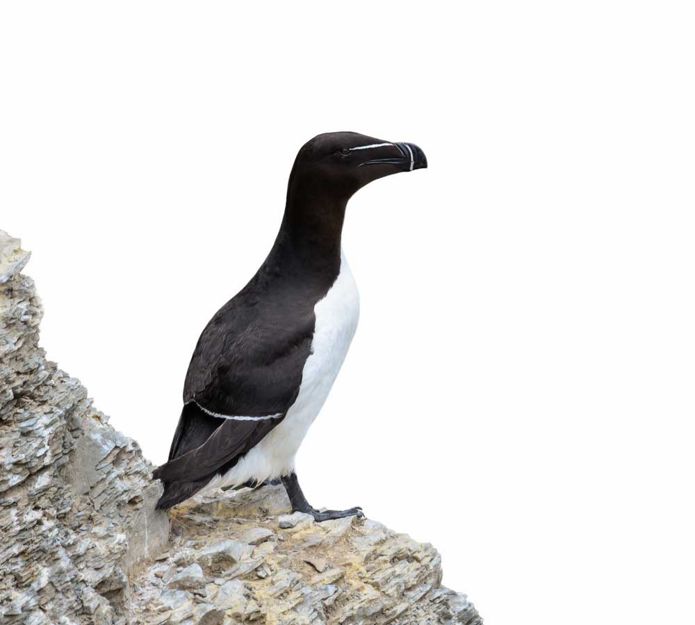 picture of auk