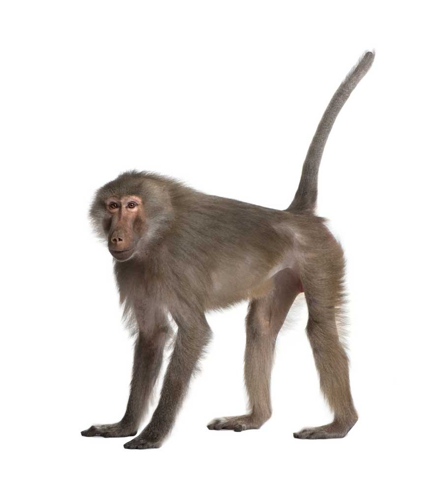 picture of baboon