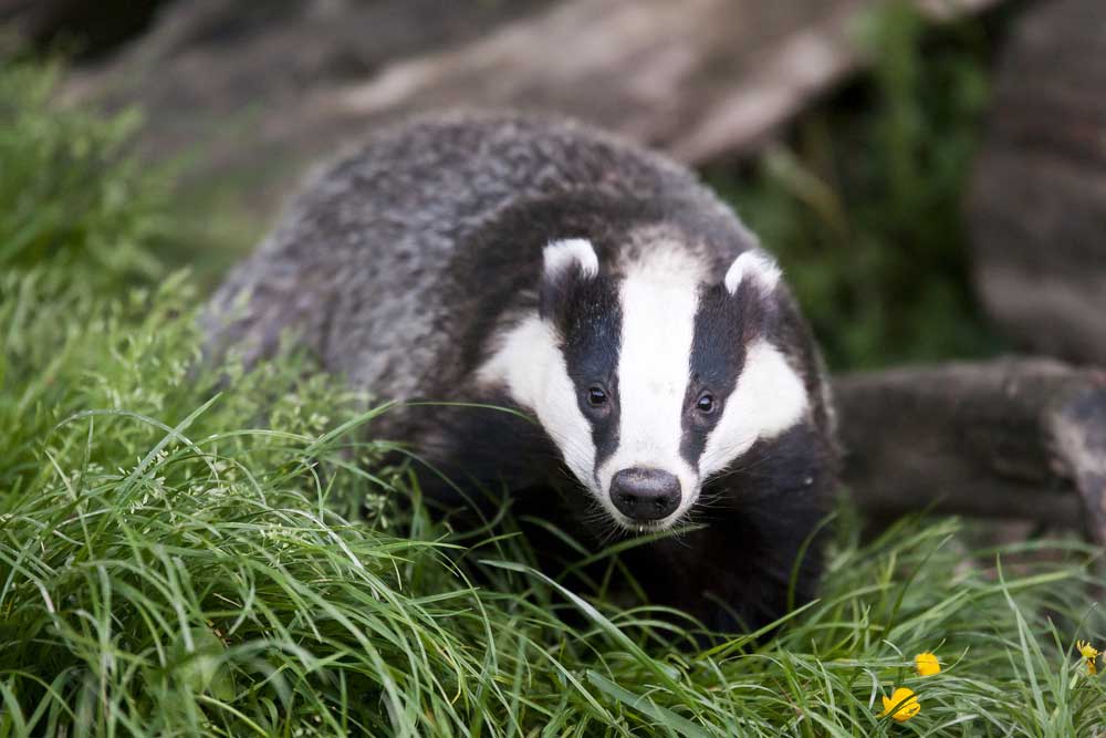 picture of badger