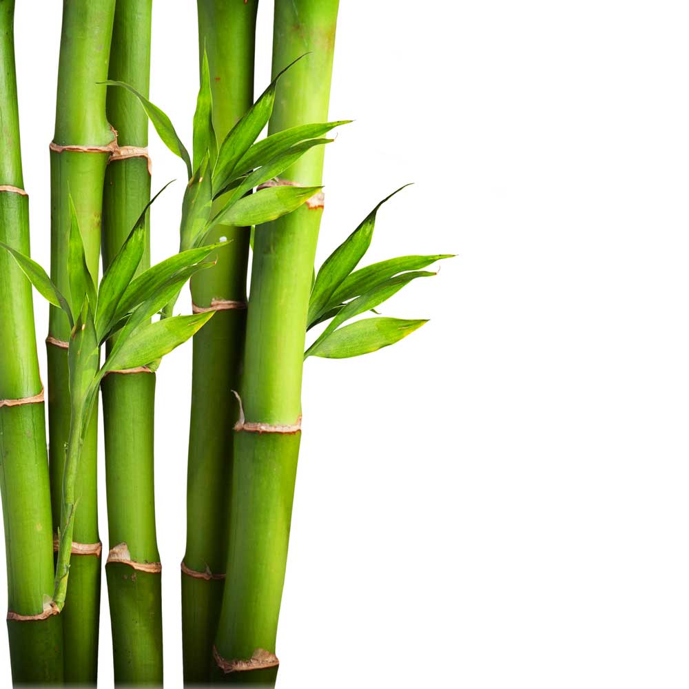 picture of bamboo