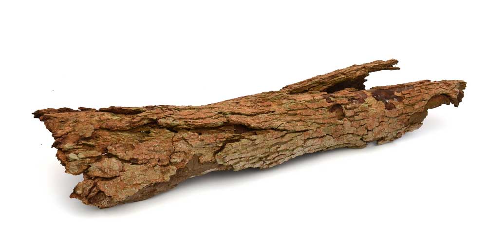 picture of bark