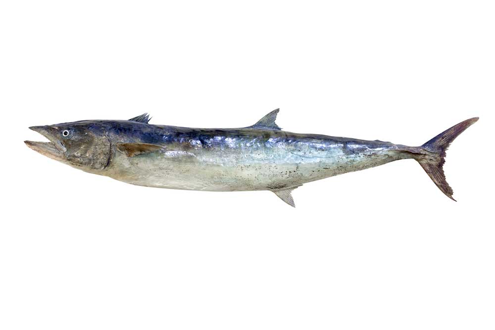 picture of barracuda