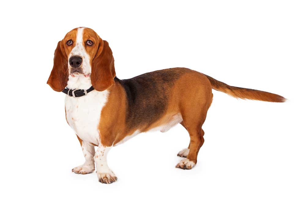 picture of basset hound