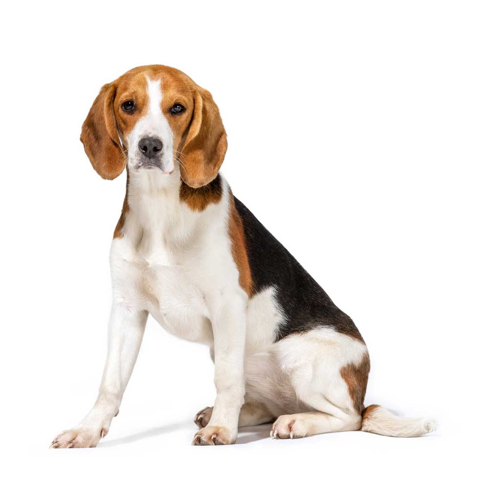 picture of beagle