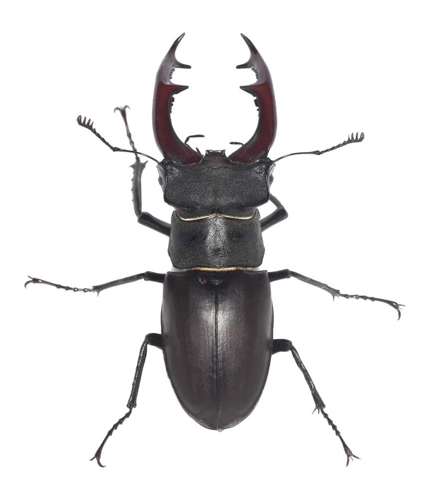 picture of beetle