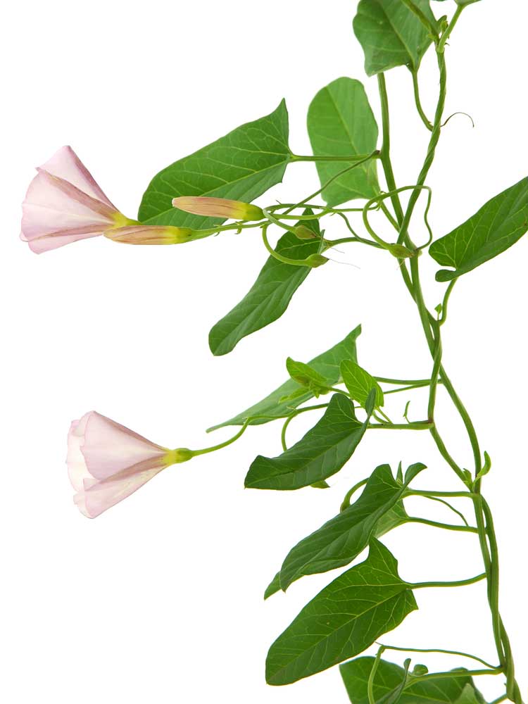 picture of bindweed