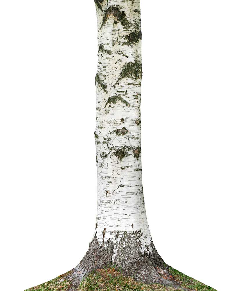 picture of birch