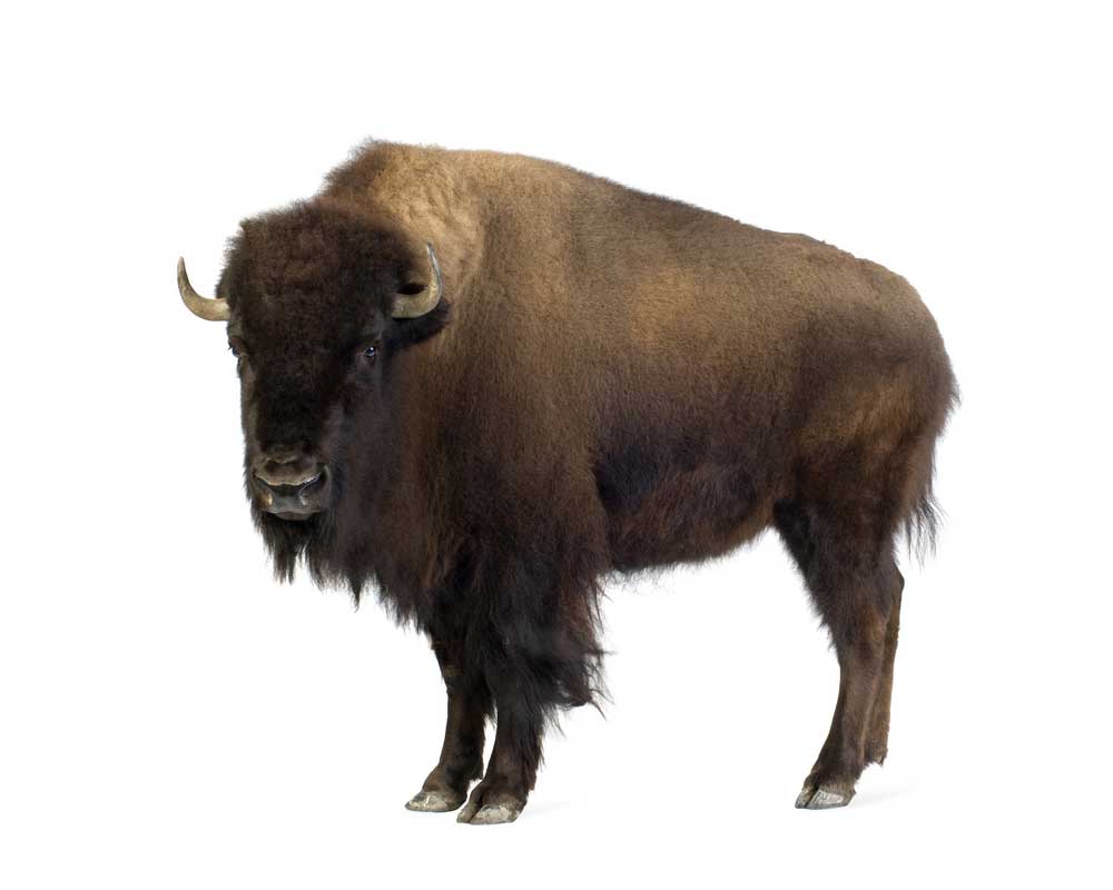 picture of bison