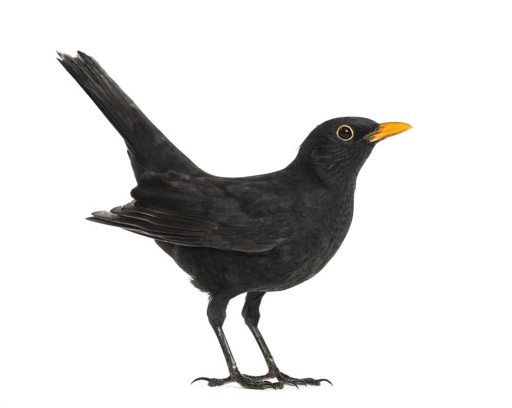 picture of Blackbird