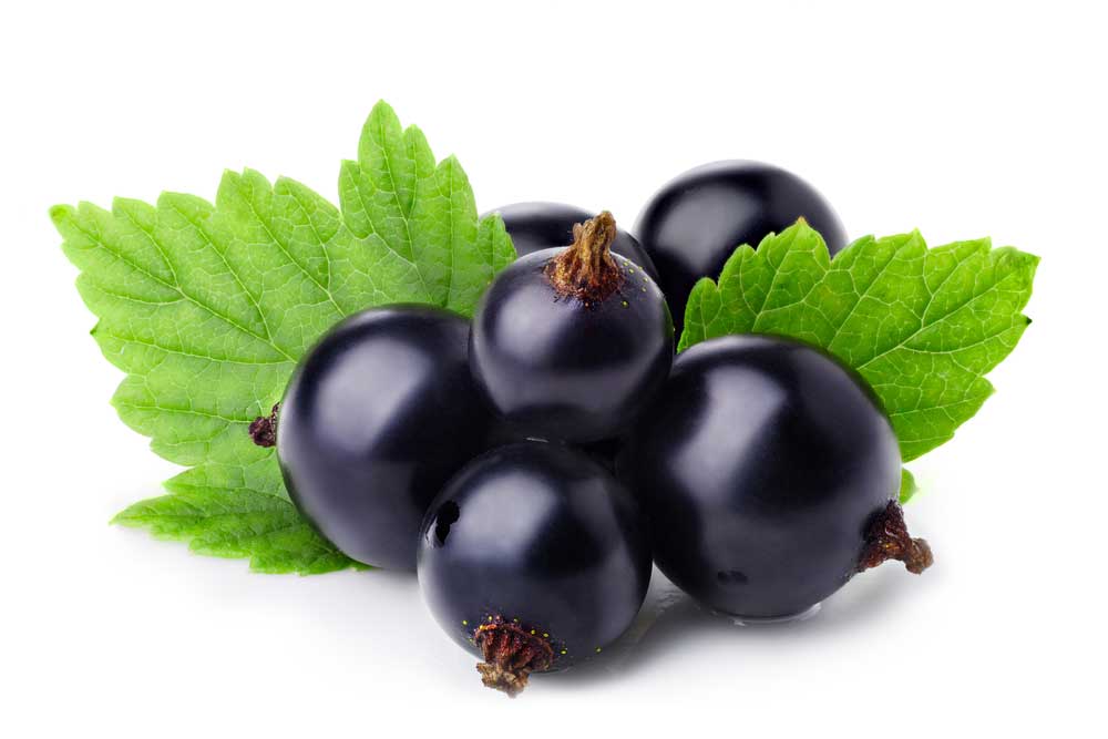 picture of blackcurrant