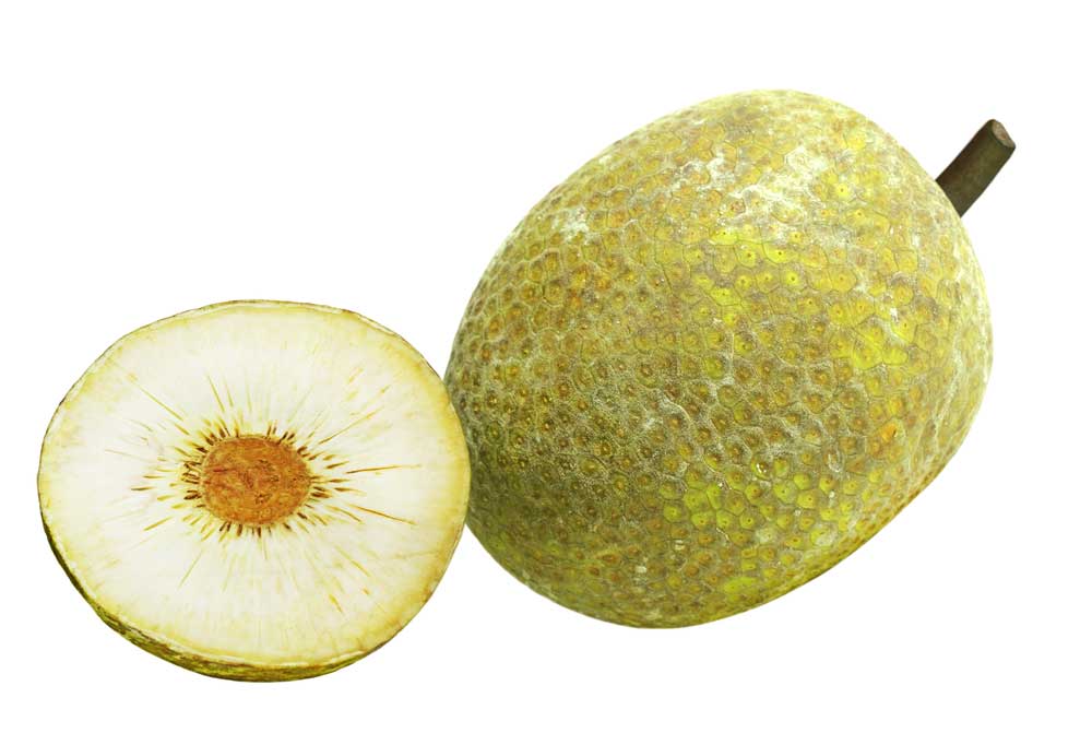 picture of breadfruit