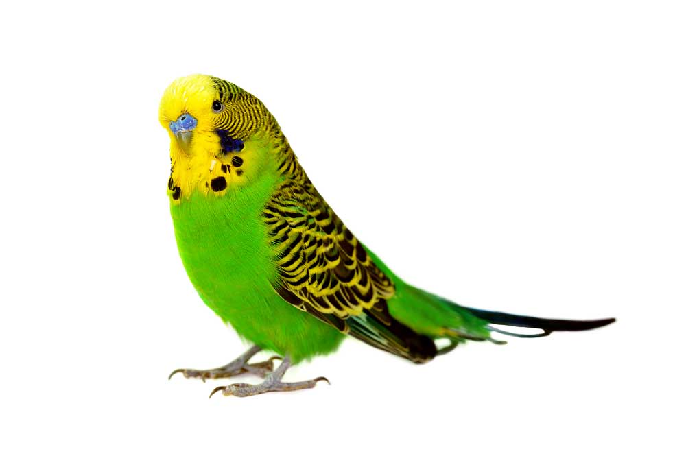 picture of budgerigar