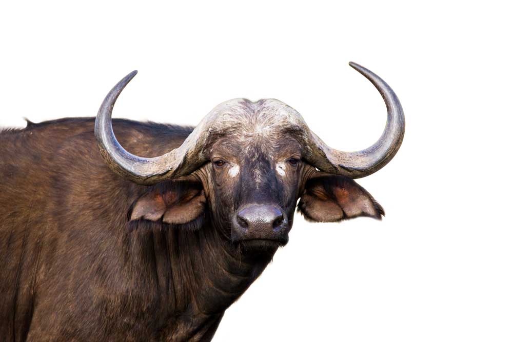 picture of buffalo