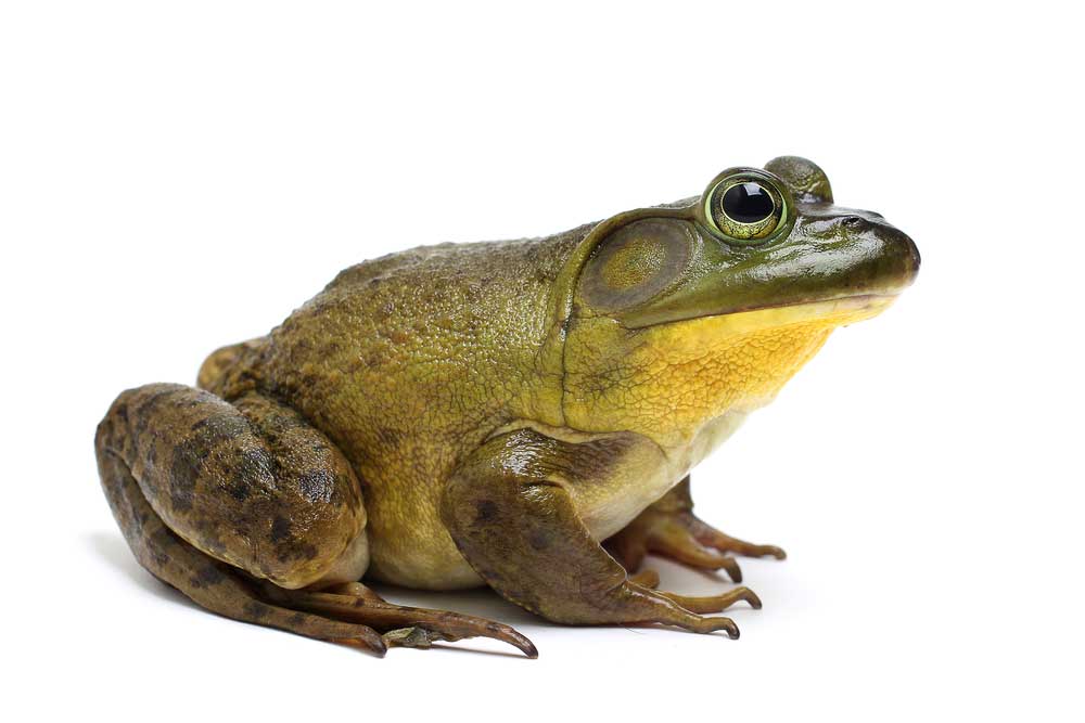 picture of bullfrog