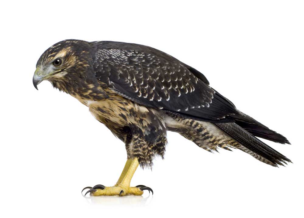 picture of buzzard