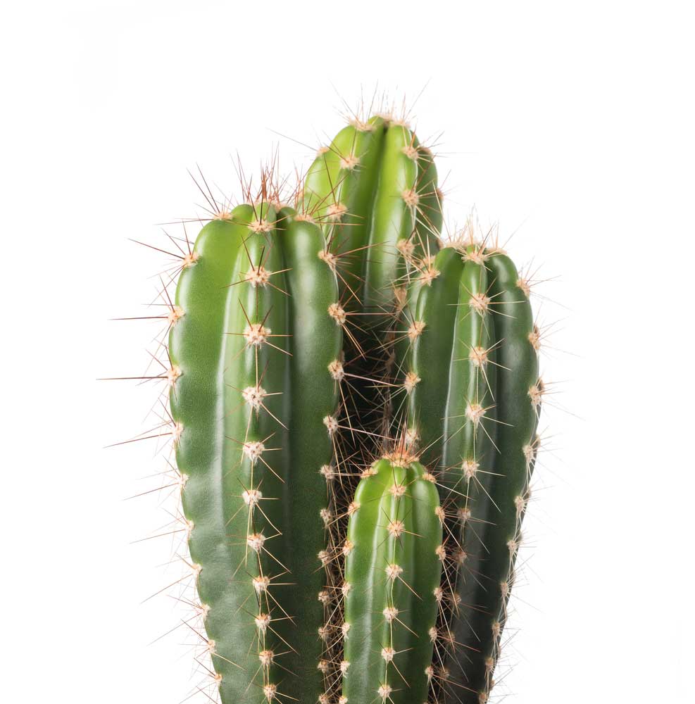 picture of cactus