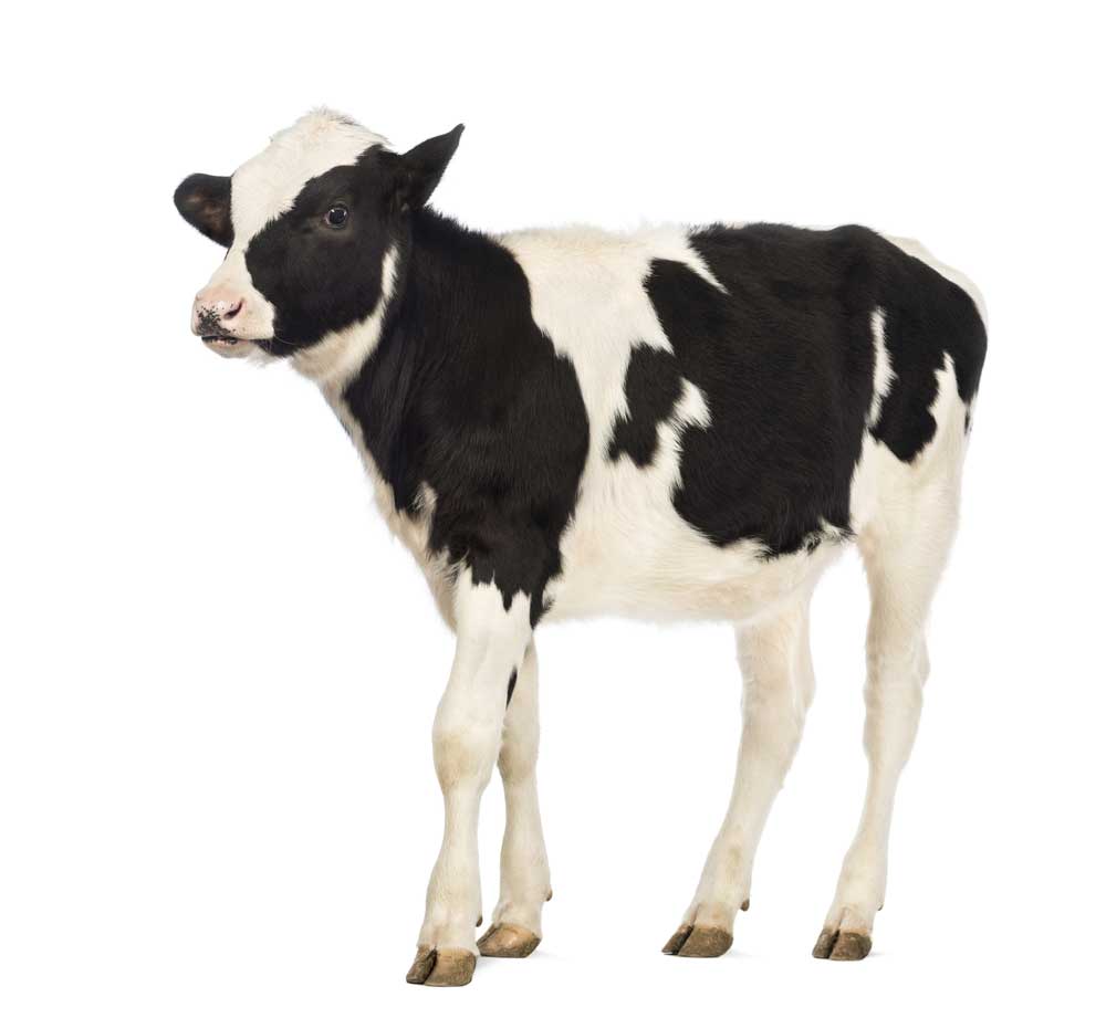 picture of calf