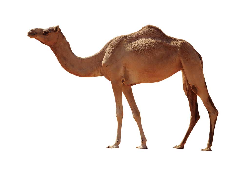 picture of camel