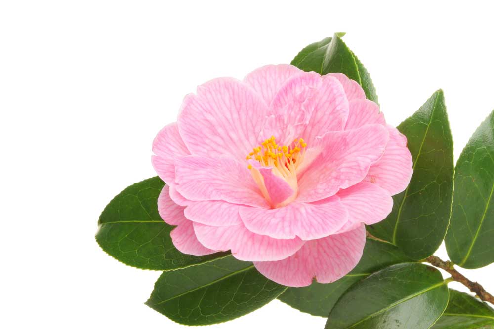 picture of camellia