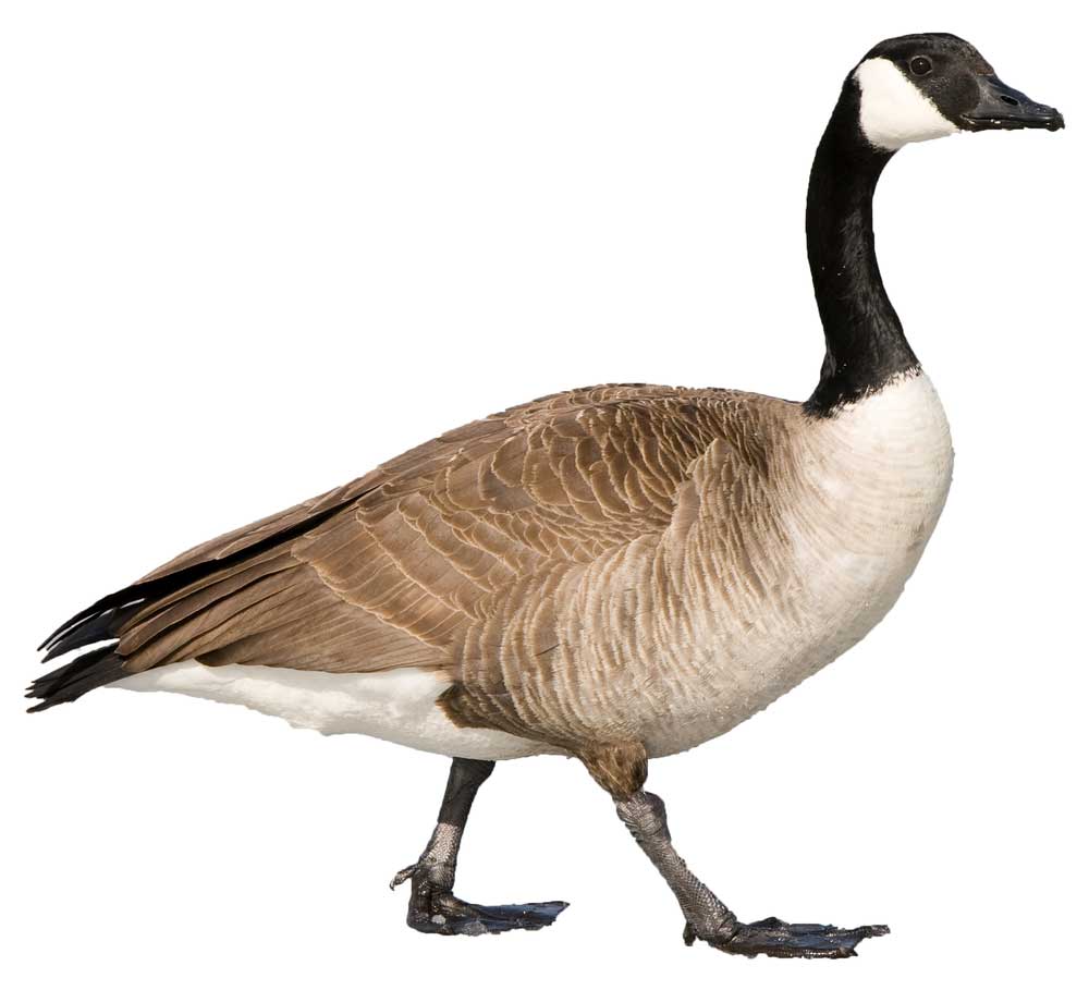 picture of Canada goose