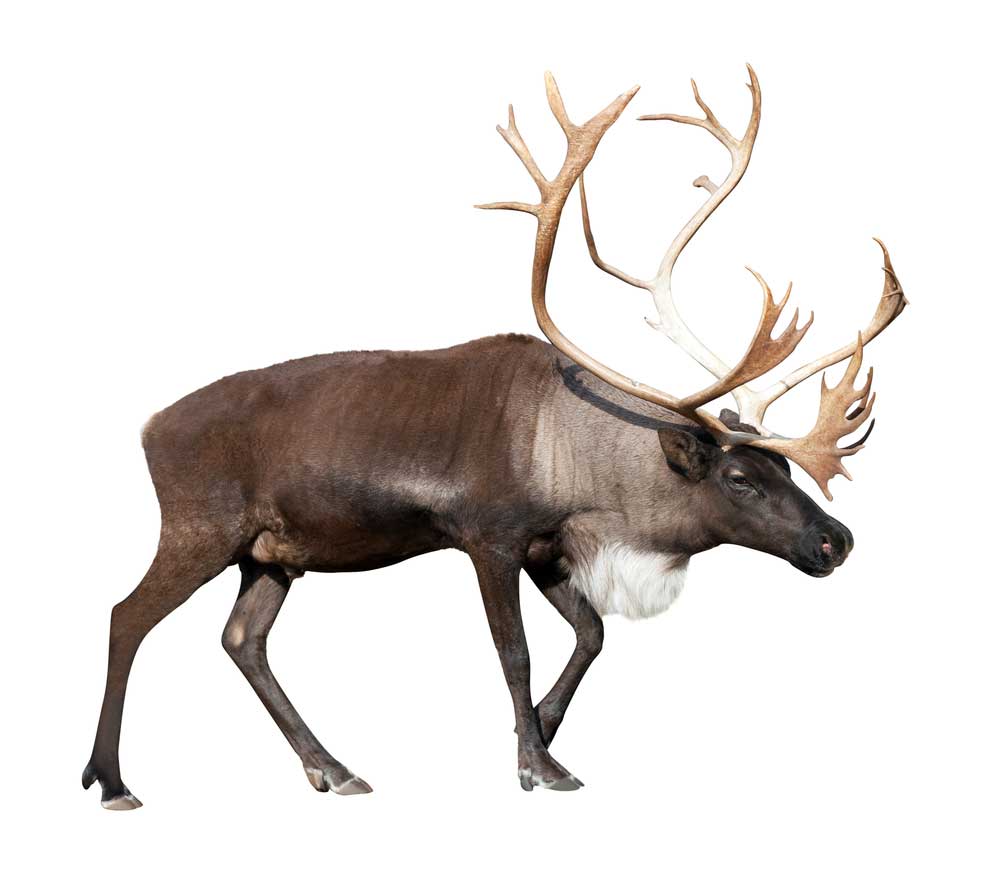 picture of caribou