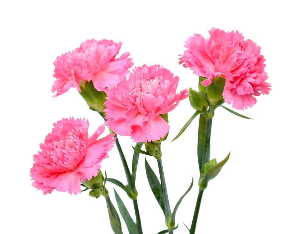 picture of carnation