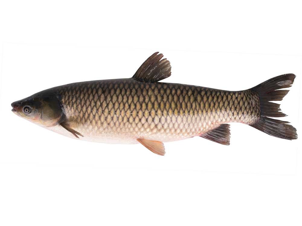 picture of carp