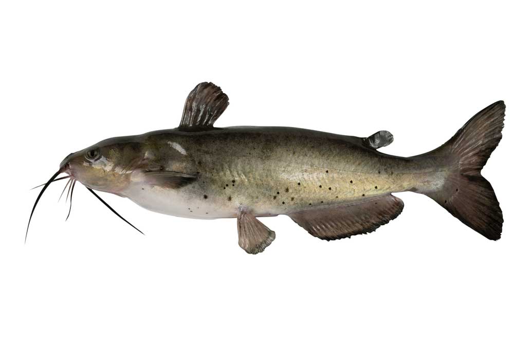 picture of catfish