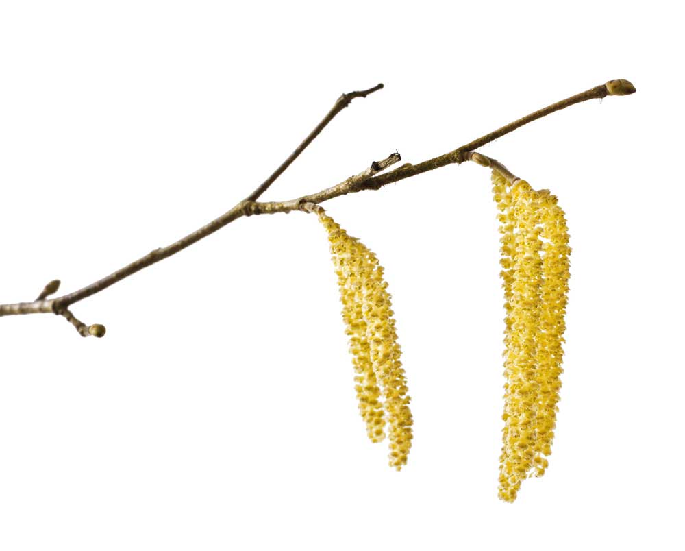 picture of catkin