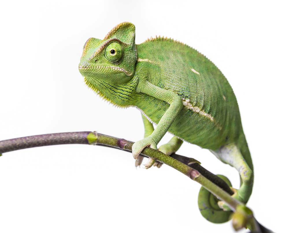 picture of chameleon