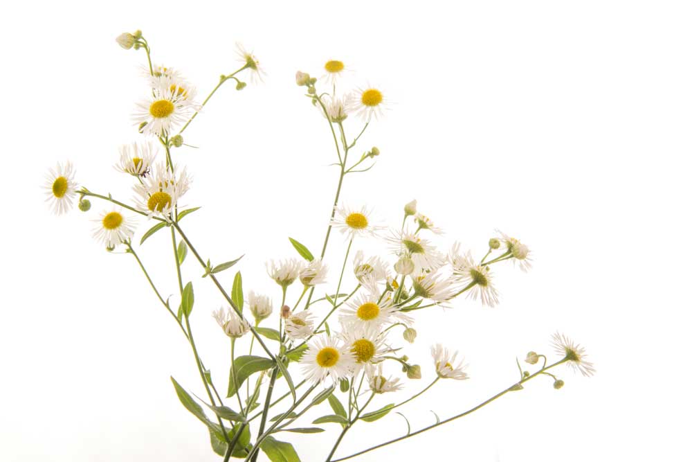 picture of chamomile