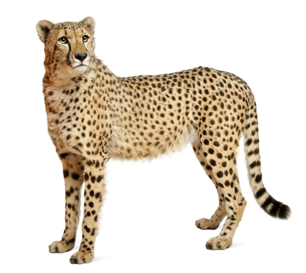 picture of cheetah