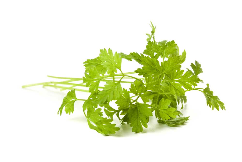 picture of chervil