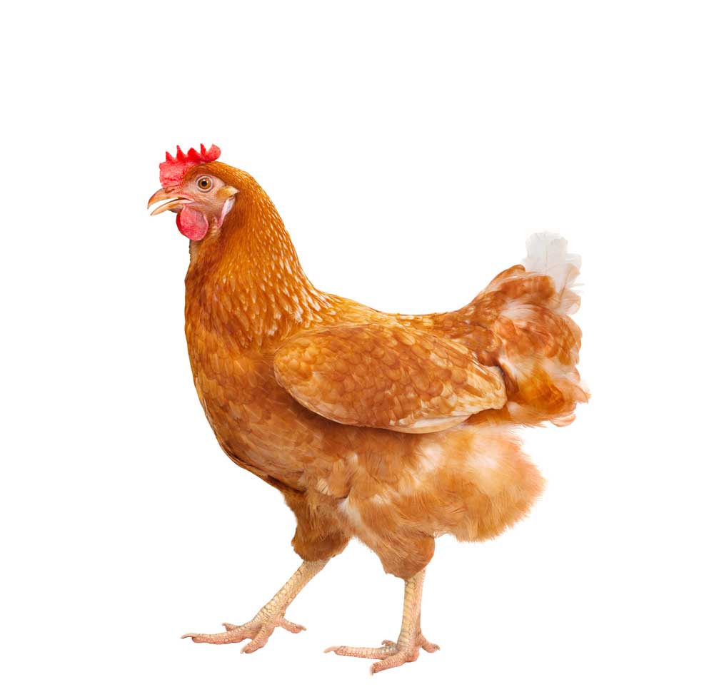 picture of chicken