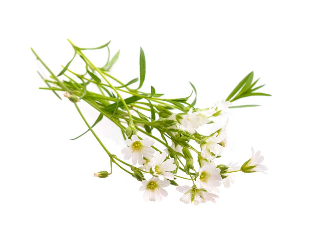 picture of chickweed