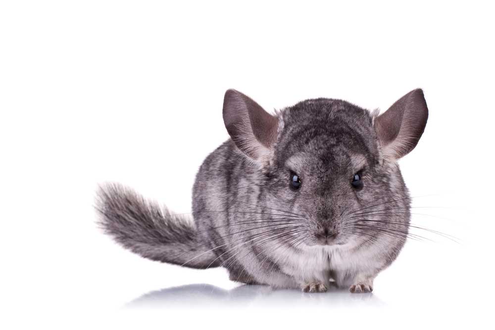 picture of chinchilla