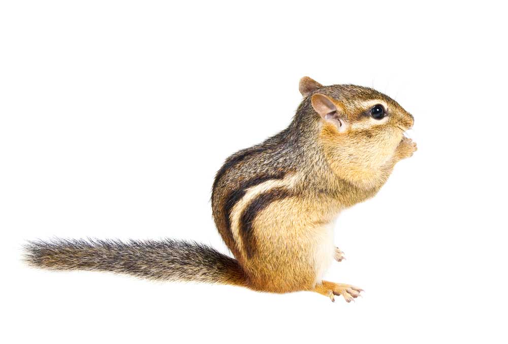 picture of chipmunk