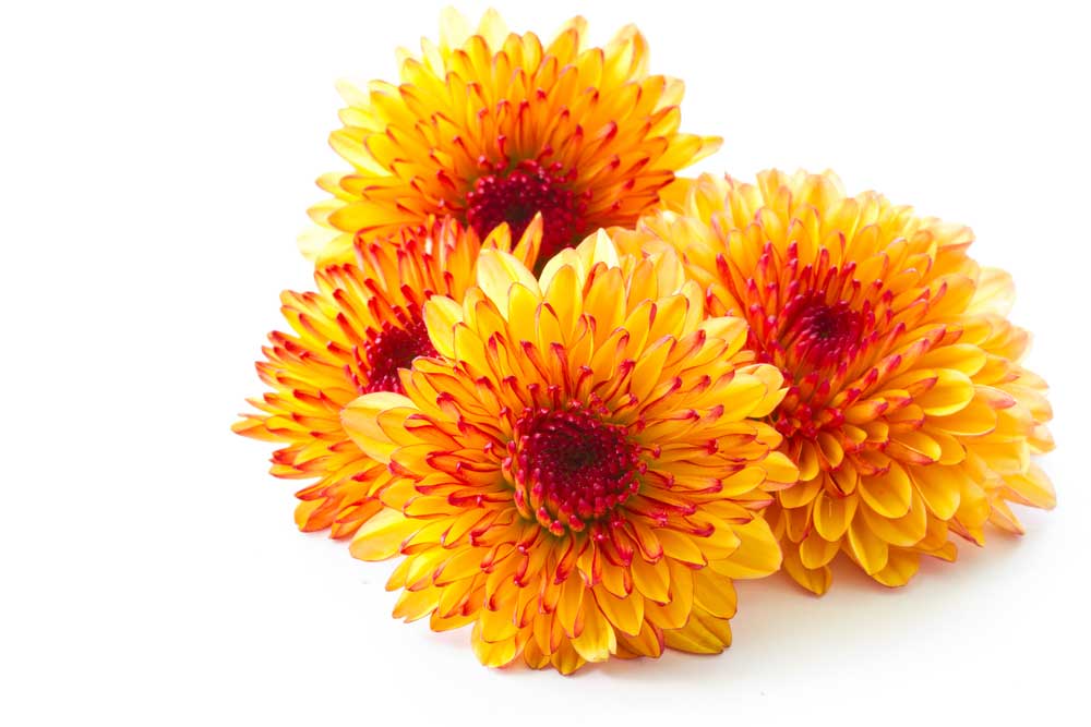 picture of chrysanthemum