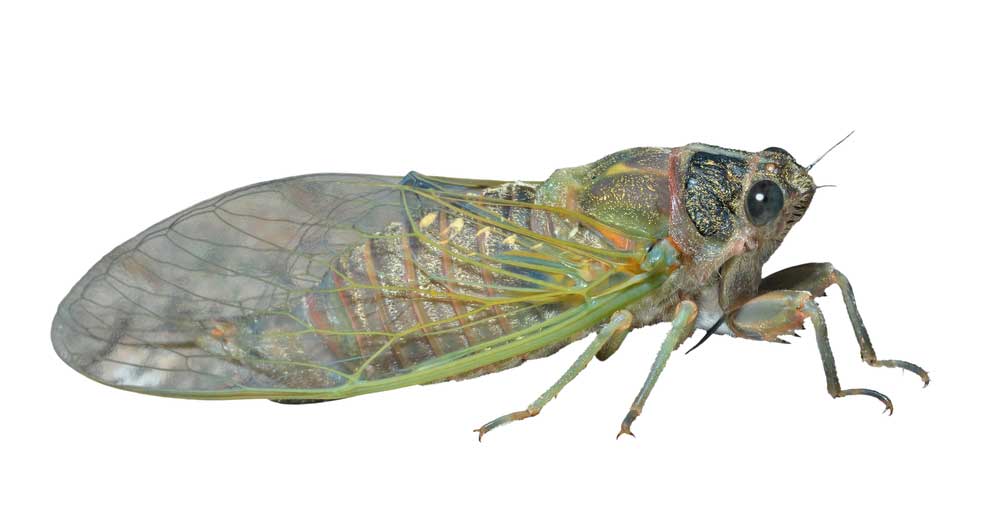 picture of cicada