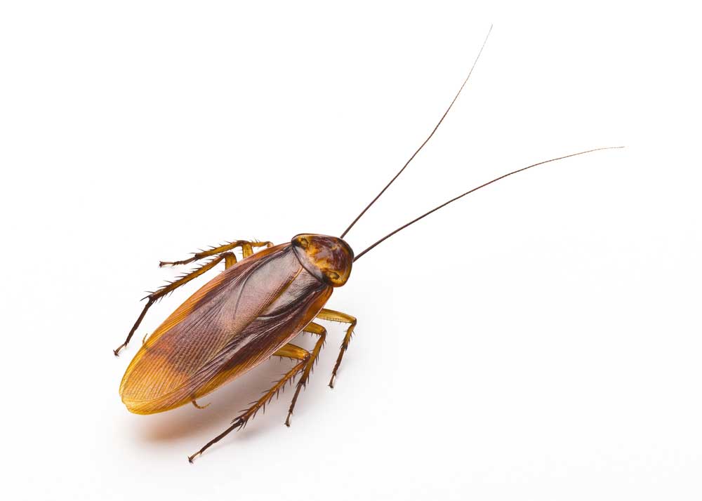 picture of Cockroach