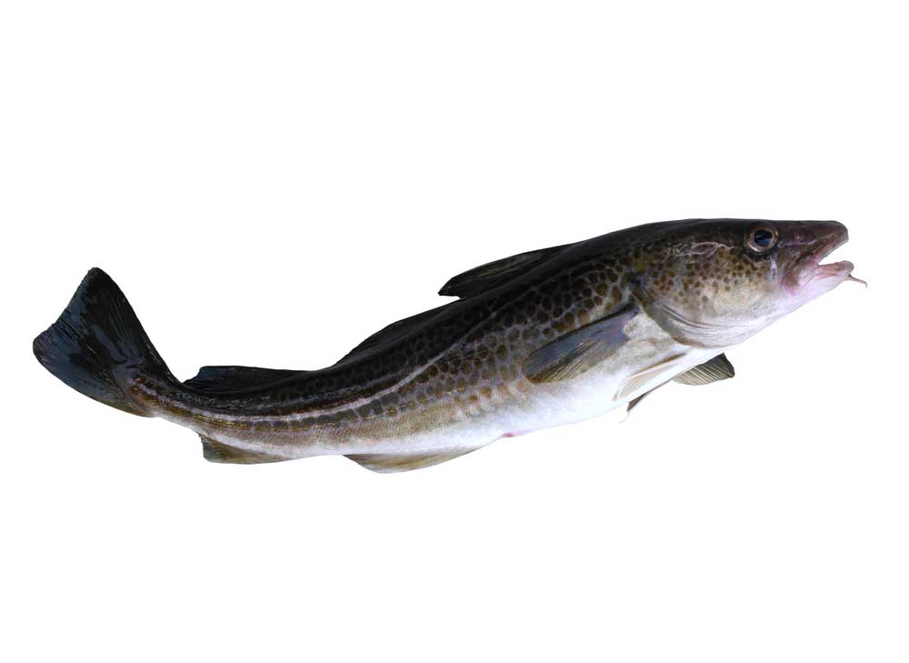 picture of cod