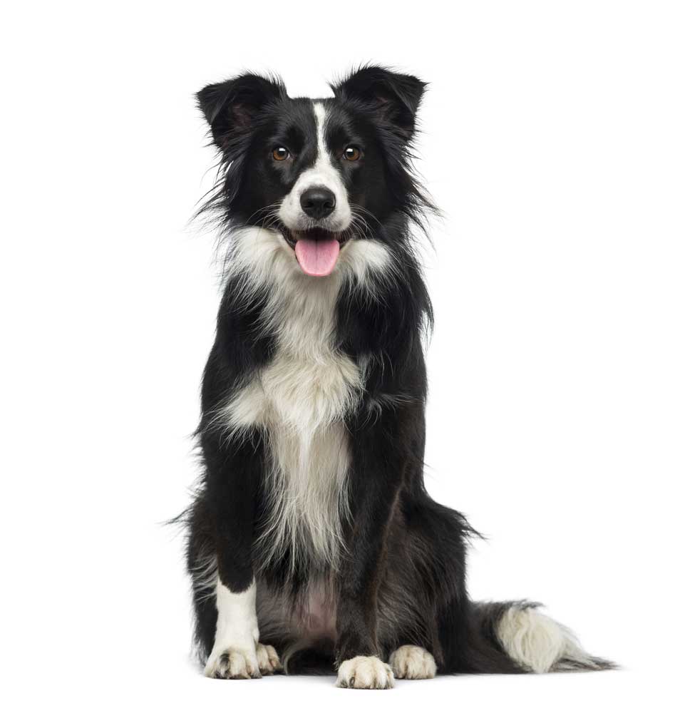 picture of collie