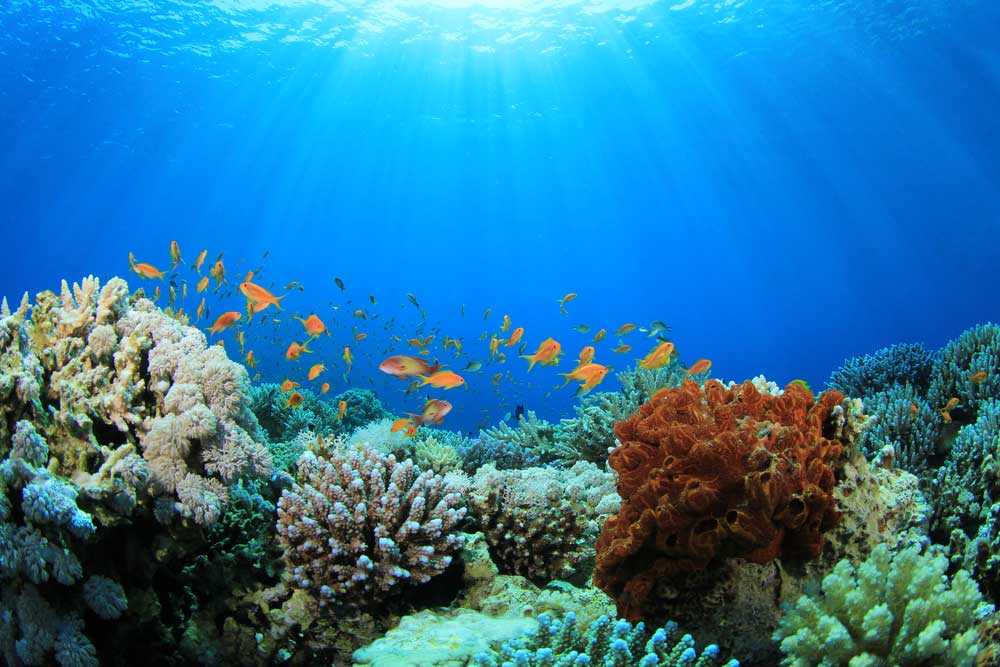 picture of coral reef