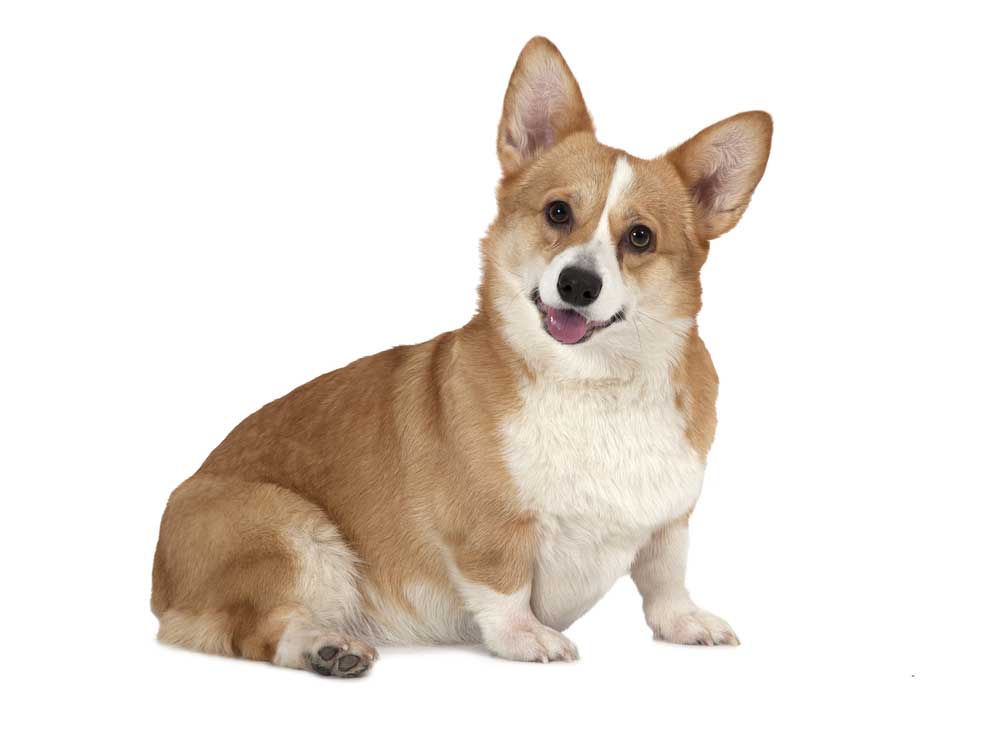 picture of corgi