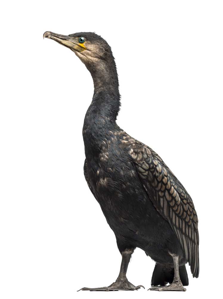 picture of cormorant